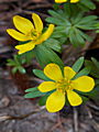 Eranthis hiemalis IMG_5085 (VALENTA) Rannik zimowy